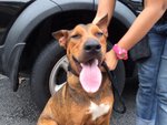 Thor - Found In Taman Tar Ampang - Mixed Breed Dog