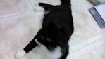 Jujue - Applehead Siamese + Burmese Cat