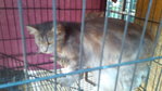 Loris Jr - Maine Coon + Ragdoll Cat