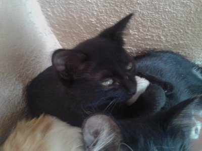 Biggle - Domestic Medium Hair + Siamese Cat