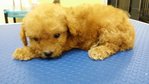 Toy Poodle  - Poodle Dog