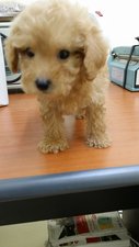 Toy Poodle  - Poodle Dog