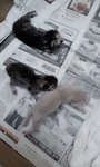 Anak Kucing Dengan Ibu(Robin) - Domestic Medium Hair + Domestic Short Hair Cat