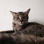 Neko - Maine Coon + Domestic Short Hair Cat