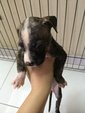 Pitbull - Pit Bull Terrier Dog
