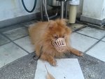 Tiger - Pomeranian Dog