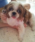 Happy - Shih Tzu Dog