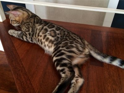 Brown Rosetted Bengal - Bengal Cat