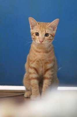 Tama - Domestic Short Hair Cat