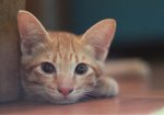 Tama - Domestic Short Hair Cat