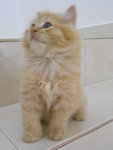 Garfields - Persian + Domestic Long Hair Cat