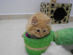 Garfields - Persian + Domestic Long Hair Cat