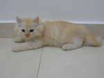 Princess Nia - Persian + Domestic Long Hair Cat