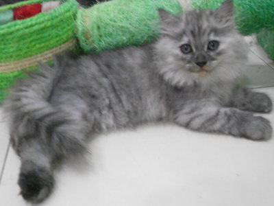 Chiko - Persian + Domestic Long Hair Cat