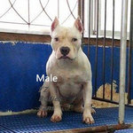 Am Bully - American Staffordshire Terrier + Pit Bull Terrier Dog