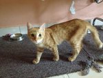 Mishka - Domestic Short Hair + Domestic Medium Hair Cat
