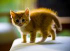 Caramel - Domestic Short Hair Cat