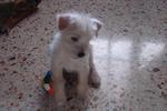 White Fox Terrier - Fox Terrier + Wire Fox Terrier Dog