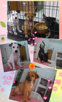   ♡ 3 Puppies ♡ Taman Bahagia Lrt  - Mixed Breed Dog
