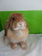 Holland Lop - Adoption Orange - Holland Lop Rabbit