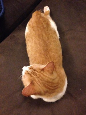 🔵 Mochi Bread 🔵 (3 &amp; Half Leg) - Domestic Short Hair Cat