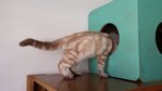 Ash - American Shorthair Cat