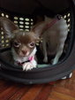 Caylie - Chihuahua Dog