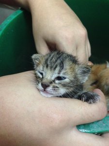 Kitten - Domestic Medium Hair Cat