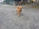 Browny The Shorty - Corgi Mix Dog