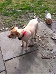Lady - Shar Pei + Chihuahua Dog