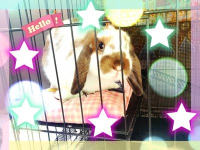 Busyrah - Holland Lop Rabbit