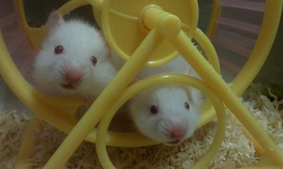 2 Syrian Hamster、free Small Cages  - Syrian / Golden Hamster Hamster