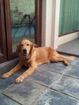 Luvi - Golden Retriever Dog
