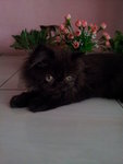 Sylvercrest Isaac Of Sugarcrush - Persian Cat