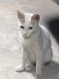 雪雪 - Domestic Short Hair Cat