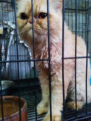 PF58831 - Persian Cat