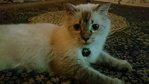Lindsay - Domestic Medium Hair + Ragdoll Cat
