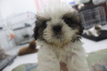 Mini Shih Tzu Puppy - Shih Tzu Dog