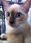 Siamese - Siamese + Domestic Long Hair Cat