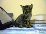 Masdor - Domestic Short Hair Cat