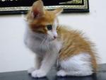 Minami And Amore - Domestic Medium Hair Cat