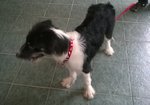 Beauty - Terrier Mix Dog