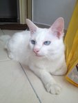 Chintut - Persian + Turkish Angora Cat