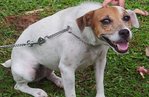 Rainee - Jack Russell Terrier (Parson Russell Terrier) Dog