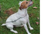 Rainee - Jack Russell Terrier (Parson Russell Terrier) Dog