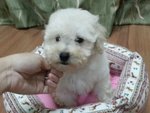 White Toy Poodle - Poodle Dog