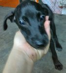 Labrador Mixed (Spayed) - Labrador Retriever Mix Dog