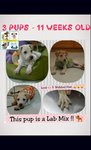 3 Puppies -11wks Old Toilet Trained - Labrador Retriever Mix Dog