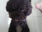 Pebbles - Poodle Dog