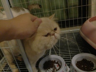 Mimi  - Persian + Domestic Short Hair Cat
